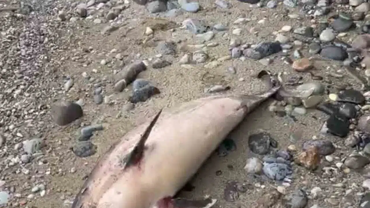 Trabzon sahillerinde alarm: Bir ayda üçüncü yunus …