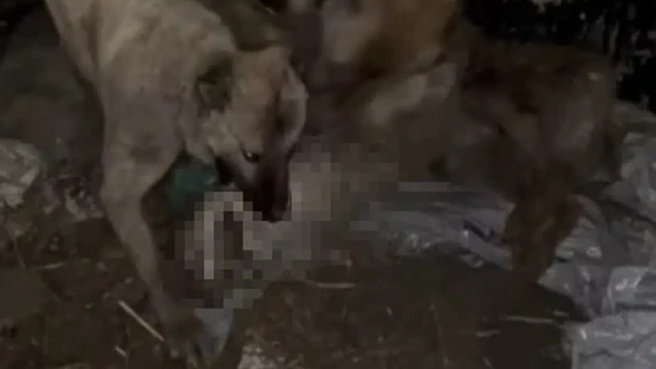 Sürünün korkulu rüyasıydı: Ahıra sızmaya çalışan kurdu kangallar böyle etkisiz hale getirdi