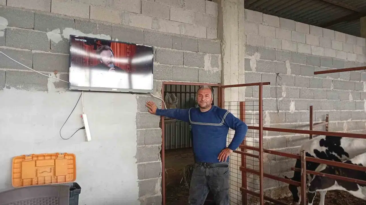 Adana’da şaşırtan yöntem: İneklerine konser verdiriyor, süt verimini katlıyor