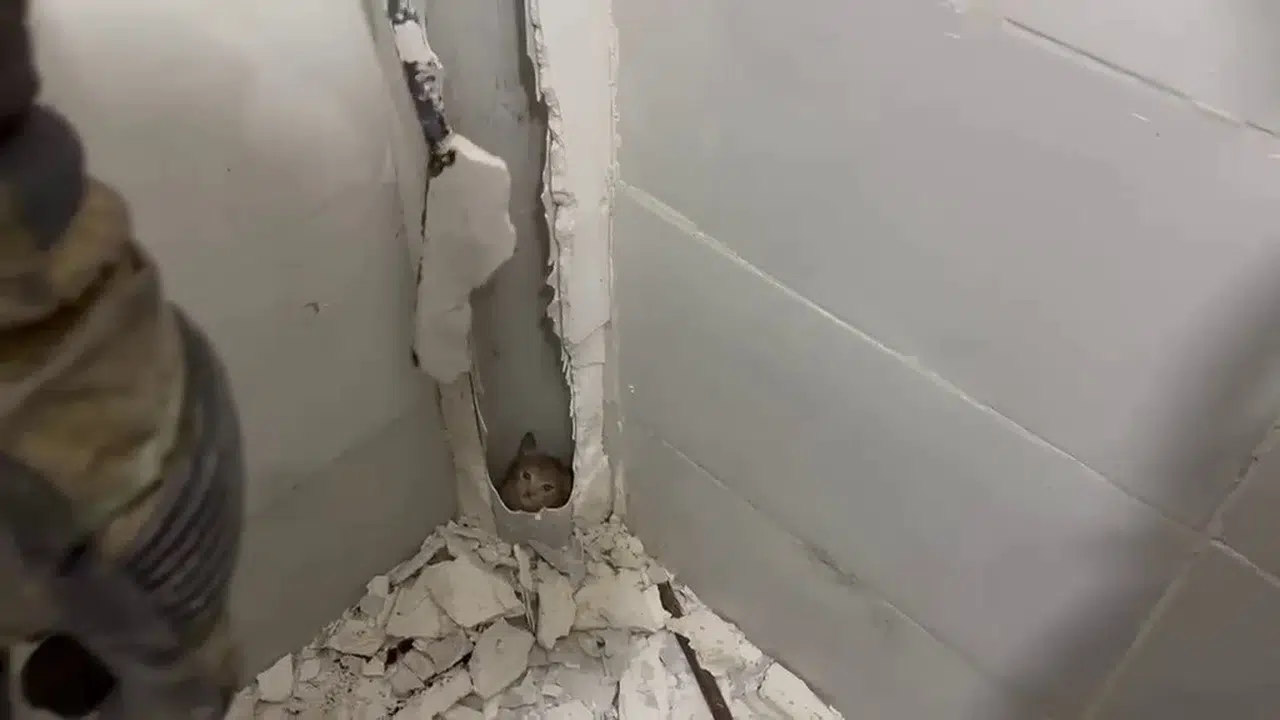 İskenderun'da nefes kesen operasyon: Havalandırma boşluğuna düşen yavru kedi duvar kırılarak kurtarıldı