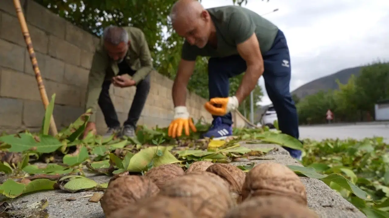 Ceviz bahçelerinde kritik alarm: Hasadı kurtarmanın yolu bu takvimden geçiyor