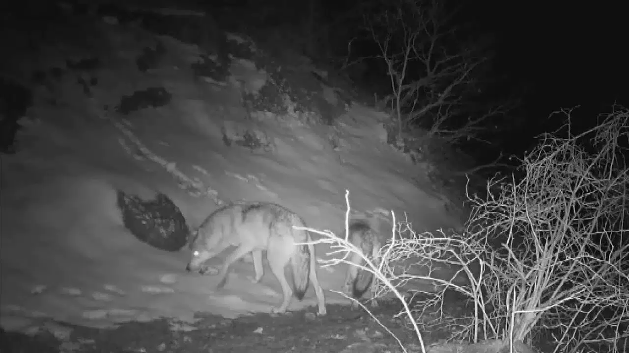 Doğanın uyanışı objektiflere böyle yansıdı: Erzincan ve Tunceli kırsalında yaban hayatı hareketlendi