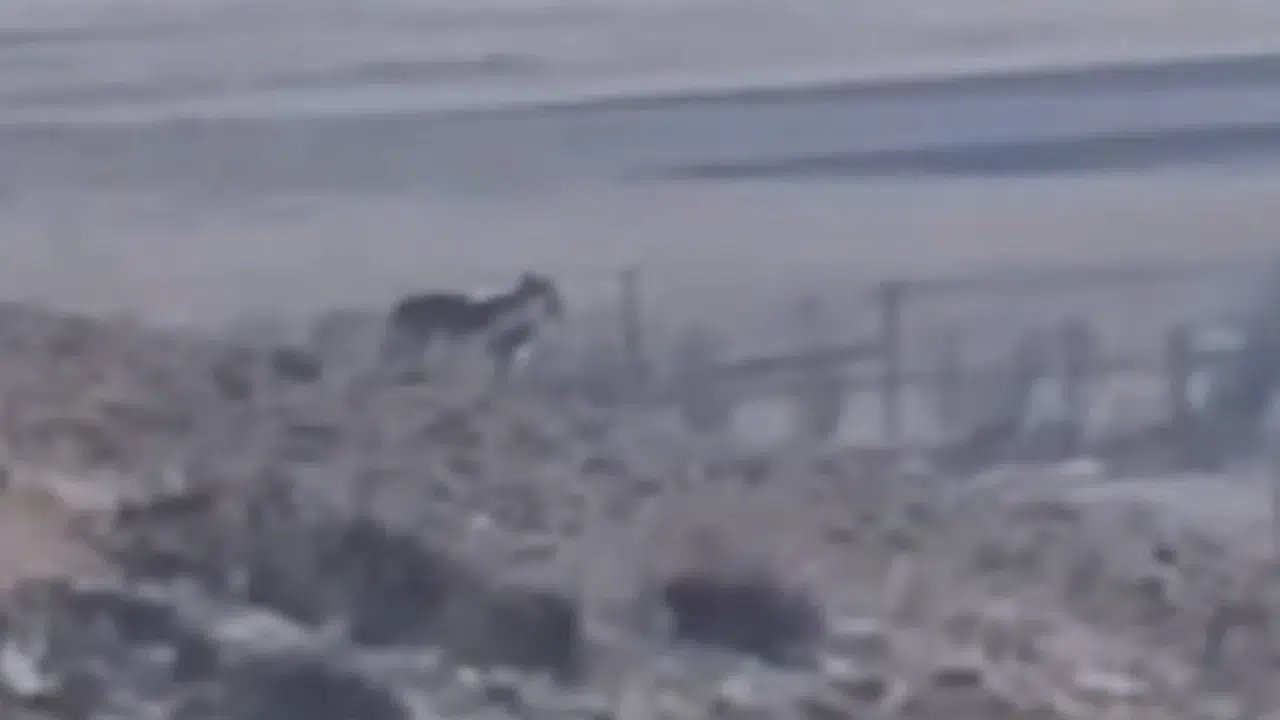 Van'da korku dolu anlar: Sürüye göz diken kurtlar kameraya yakalandı