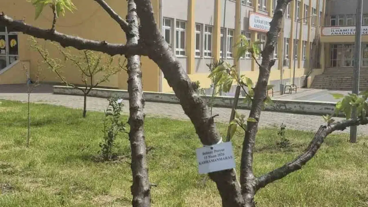 Edirne’de vefa nöbeti: Gençler, deprem şehitlerini fidanlarla yaşatacak