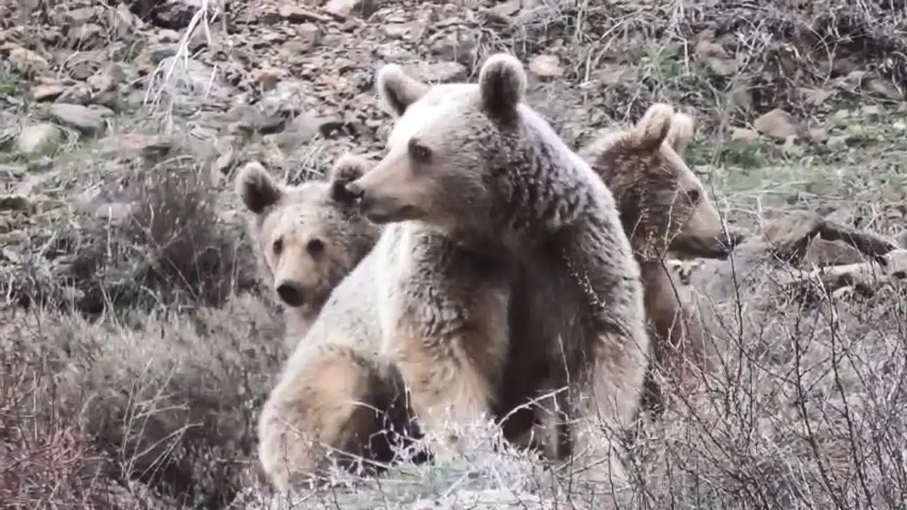 Doğanın kalbinden gelen o anlar: Anne ayı ve yavrularının Pülümür macerası kamerada
