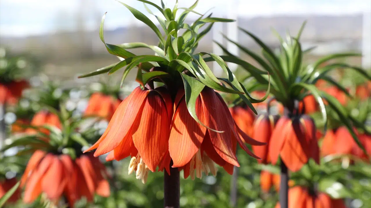 Doğanın gizli hazineleri tek bir adreste buluştu: Erzincan ters lalelerin merkezi oluyor