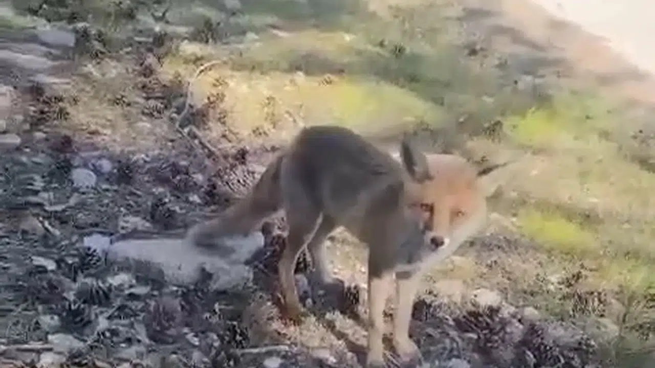 Bursa'da şaşırtan yakınlaşma: Aç kalan tilkiler piknikçilerin sofrasına ortak oldu