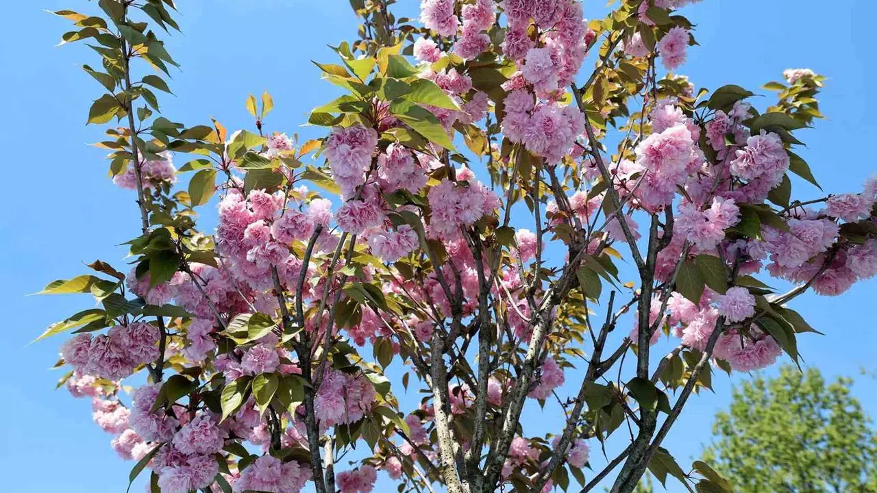 Sakarya’da bahar rüzgarları esti: Çark Deresi pembe ve beyaza büründü