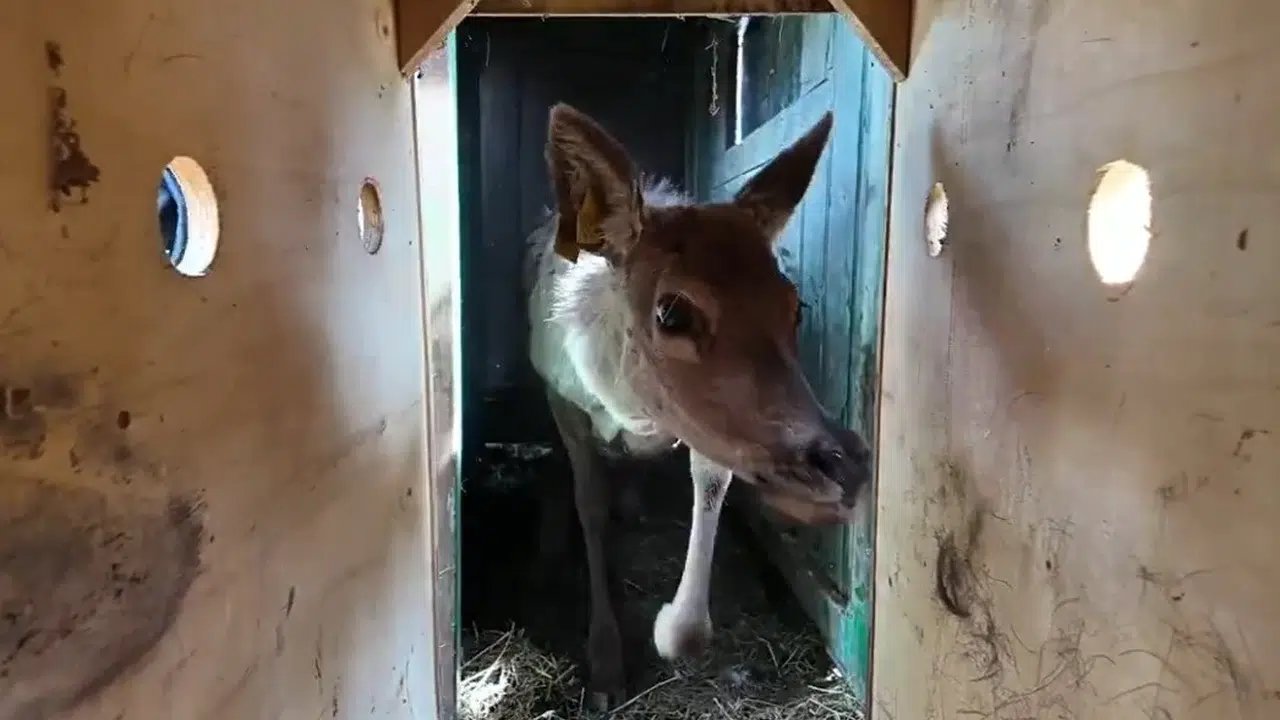 Doğanın sessiz sakinleri yuvalarına kavuştu: Ordu ormanları kızıl geyiklerle şenleniyor