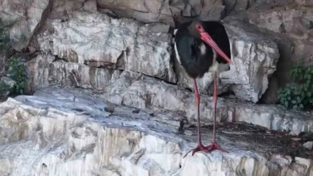 Cehennem Deresi’nin gizemli misafiri: Nadir görülen kara leylek objektiflere takıldı