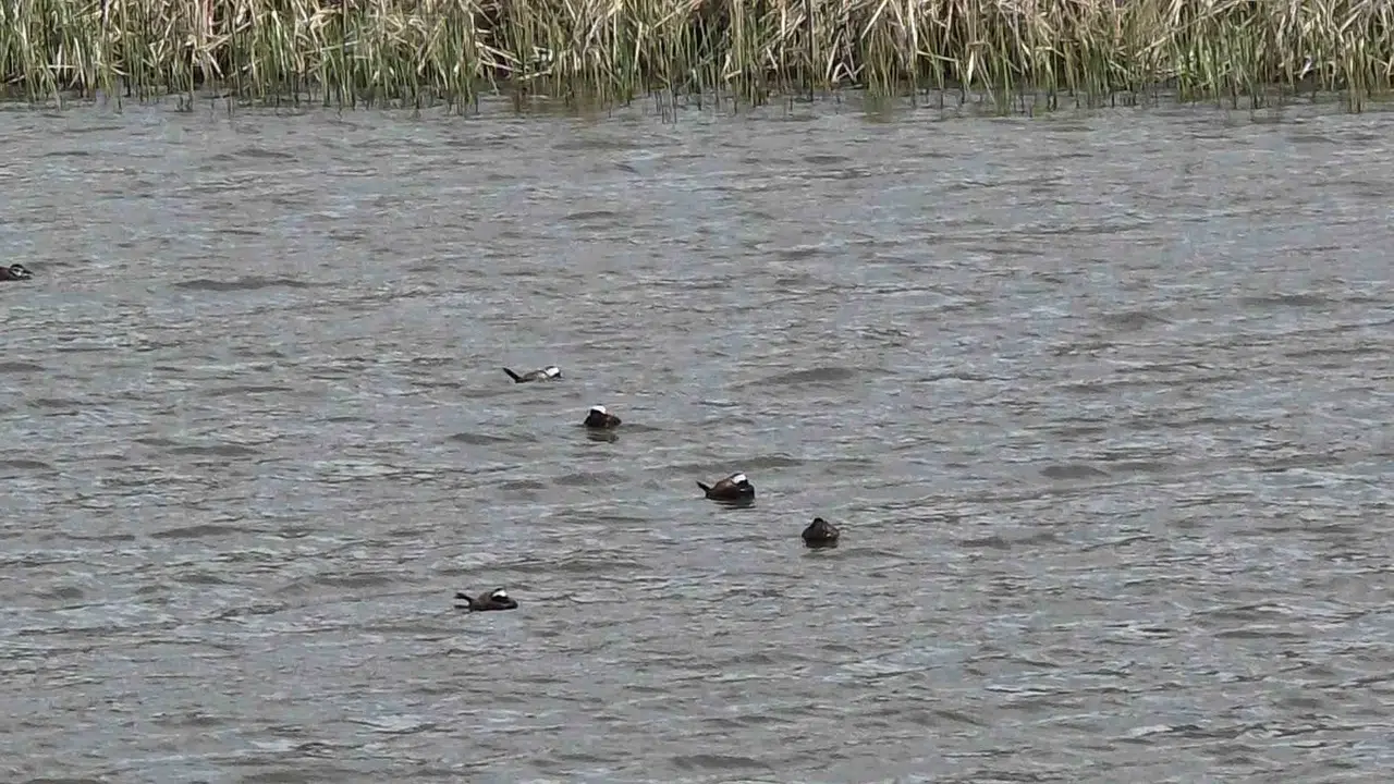 Van Gölü havzasında mavi gaga sürprizi: Nesli tükenen o tür geri döndü