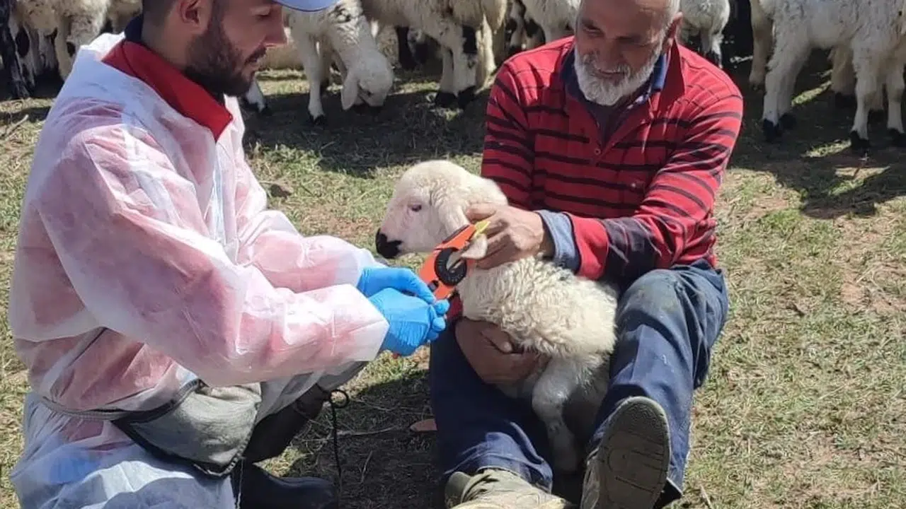 Kemah’ta sürüler güvence altında: Küçükbaş hayvanlar için seferberlik başlatıldı