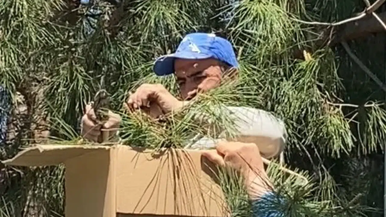 Tokat’ta nefes kesen anlar: Binlerce arıyı çıplak …