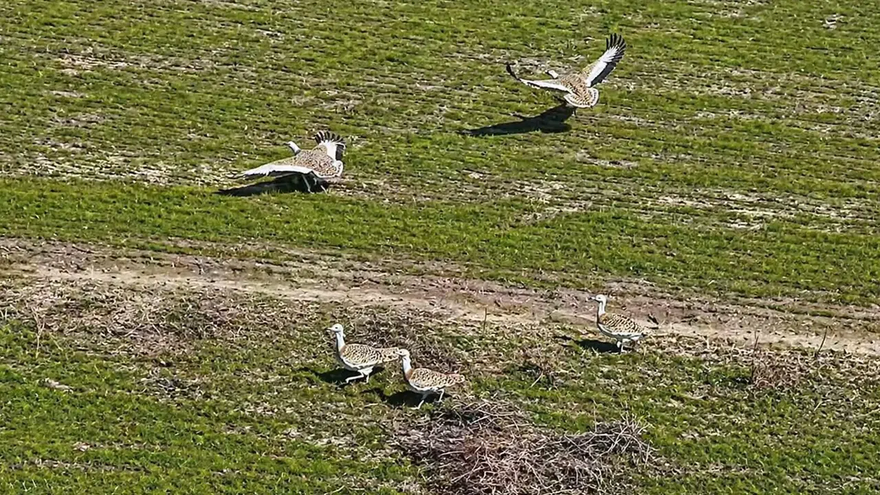 Baharın müjdecisi Muş ovasına döndü: Nesli tükenme tehlikesiyle karşı karşıya olan toy kuşları görüntülendi