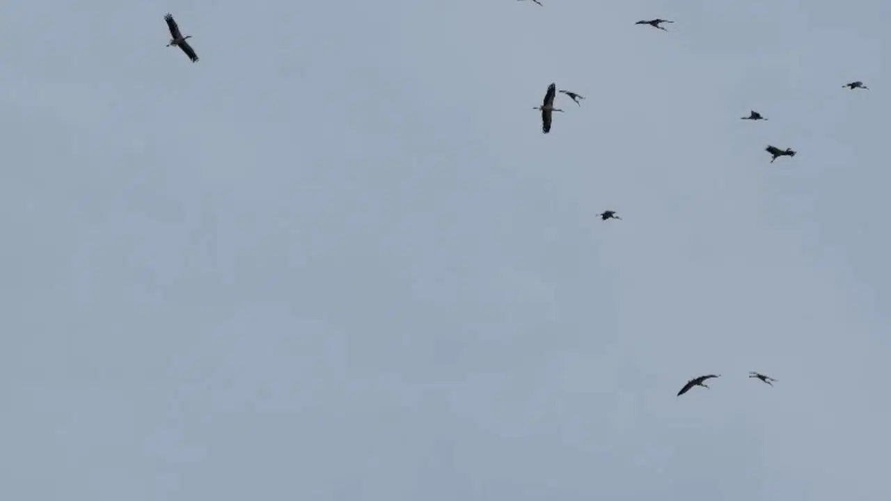 Baharın müjdecileri Kozan semalarında: Leyleklerin görsel şöleni büyüledi