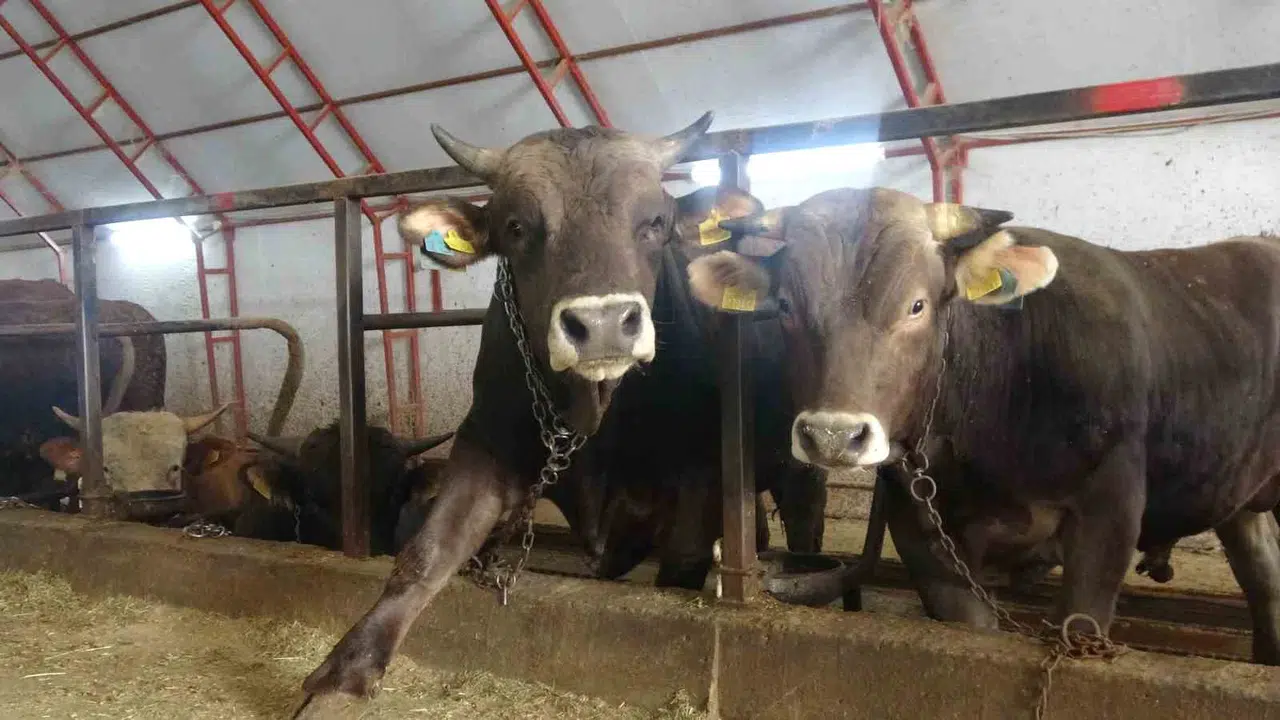 Artvin’de kurban pazarı sancılı: Besicinin emeği maliyetlere yenik düştü