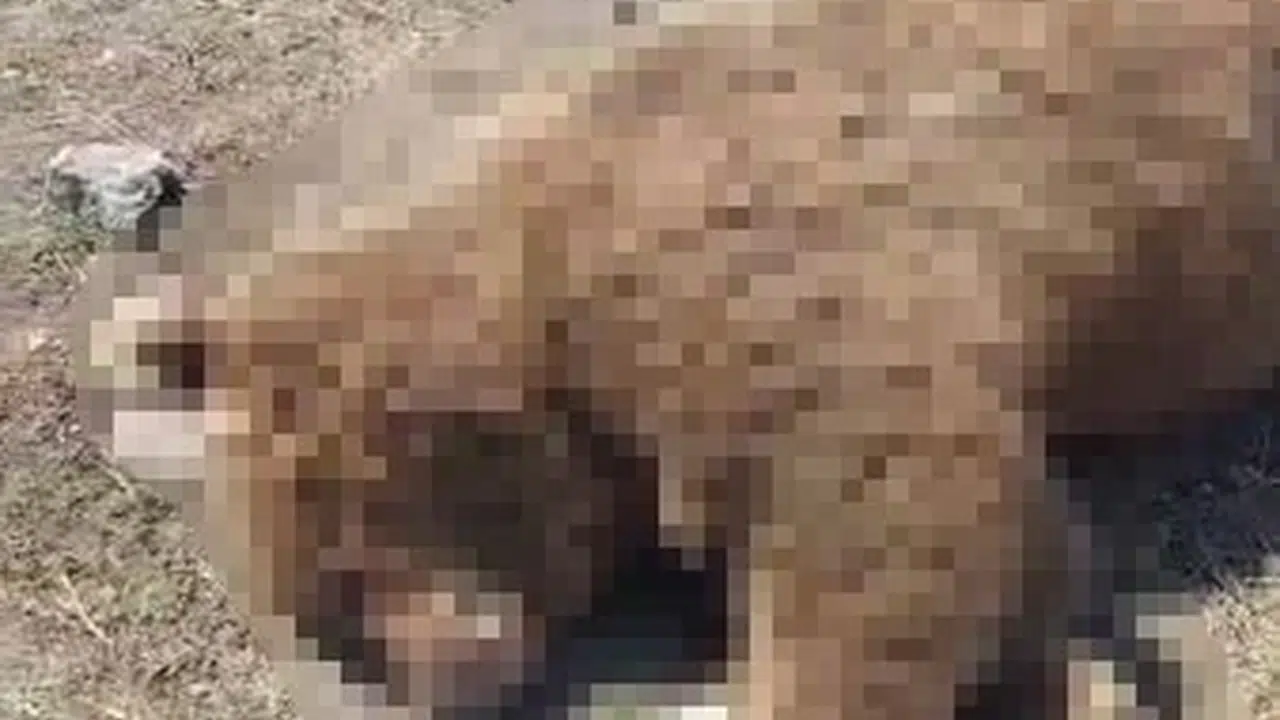 Ardahan’da yürek burkan kaza: Yola çıkan boz ayı TIR’ın altında kaldı