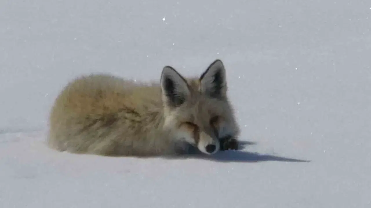 Beyaz örtünün sessiz bekçisi: Ardahan’ın dondurucu soğuğunda kartpostallık görüntüler