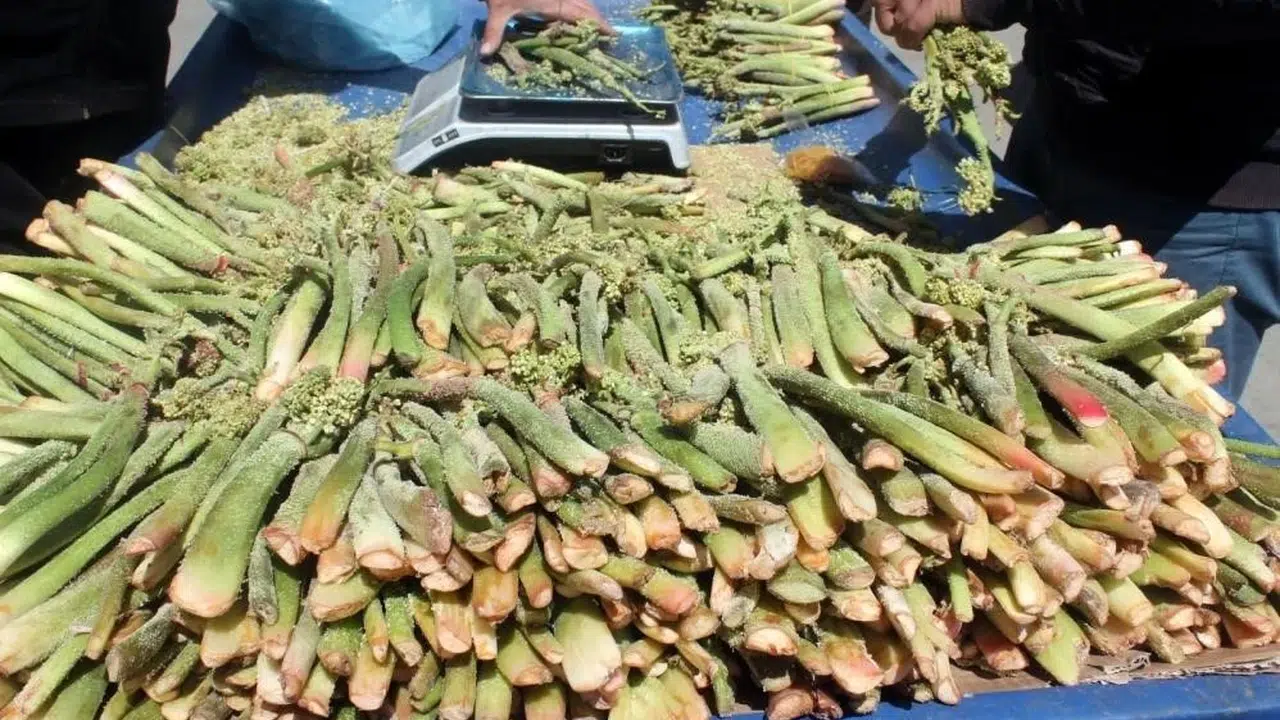 Doğu'nun şifalı bitkisi tezgahlara indi: Yayla muzuna yoğun ilgi