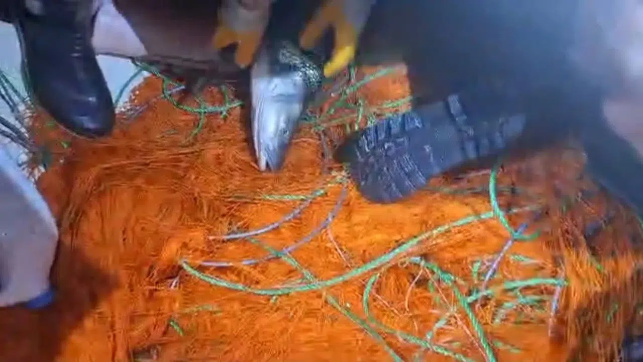 Elazığ’da doğa katliamına geçit yok: 300 metrelik ağla yakalanan balıklar özgürlüğüne kavuştu