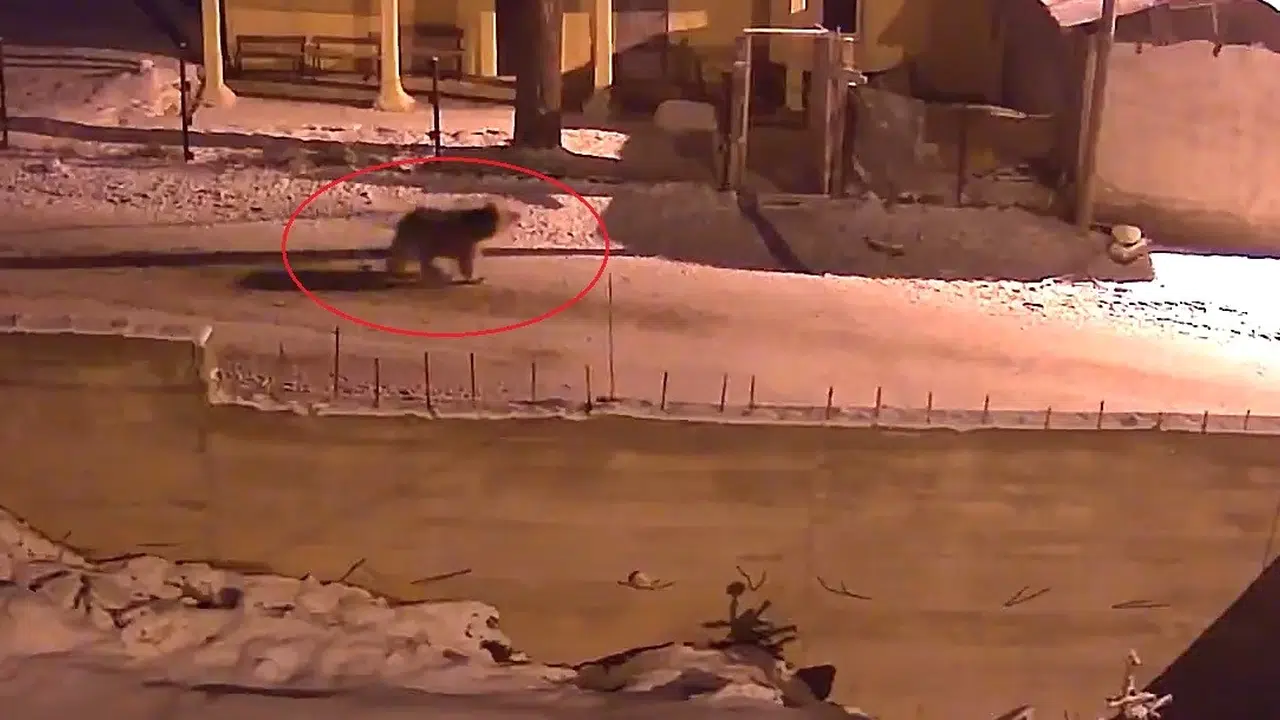 Kış uykusundan uyandılar, soluğu köy meydanında aldılar: Bayburt’ta gece mesaisi korkuttu