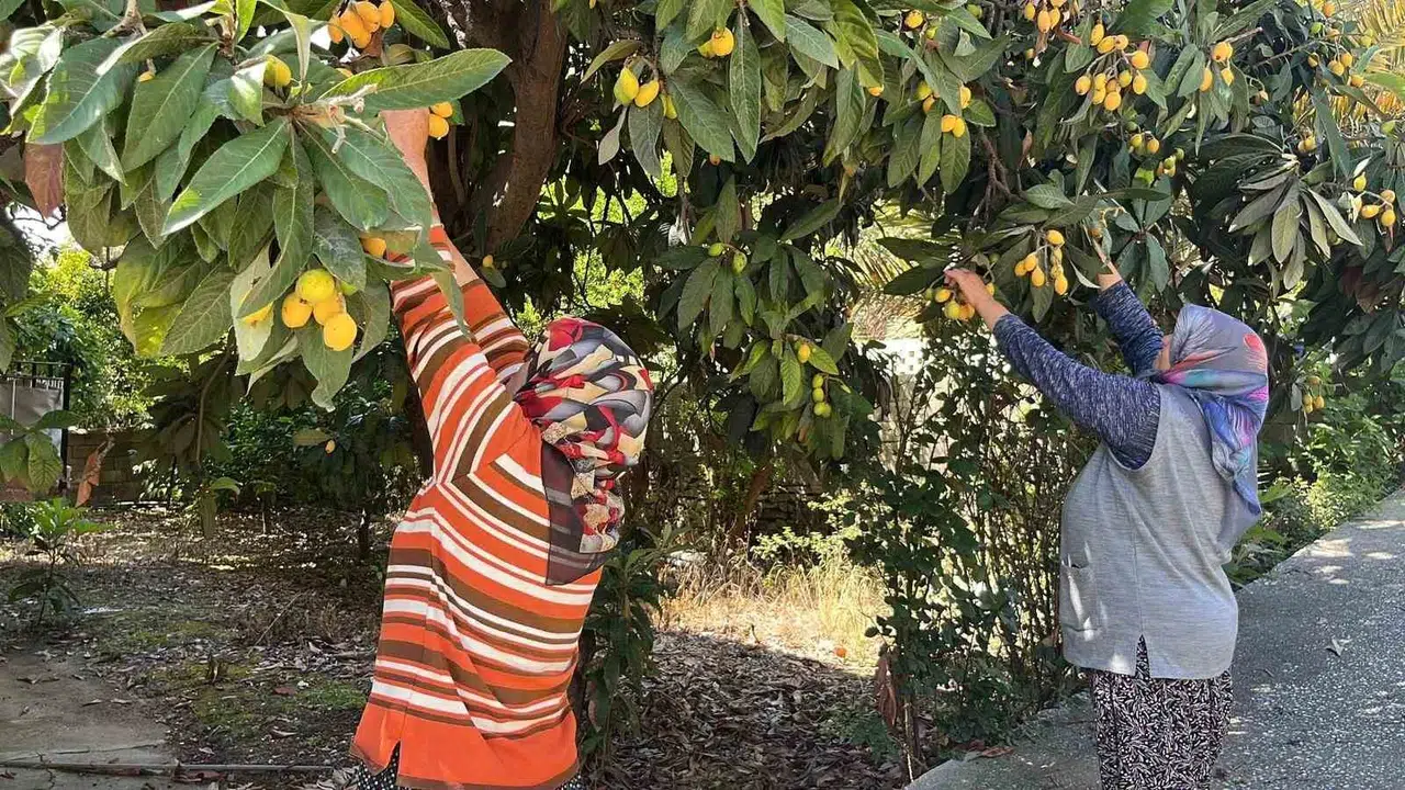 Avokado gölgesinde kalan meyvesini bedava yaptı: Bahçesinin kapılarını halka açtı
