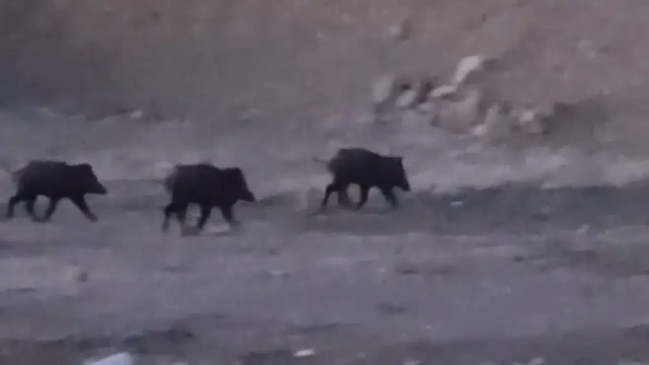 Sınır hattında şaşırtan görüntü: Yaban domuzu sürüsü kameralara yansıdı