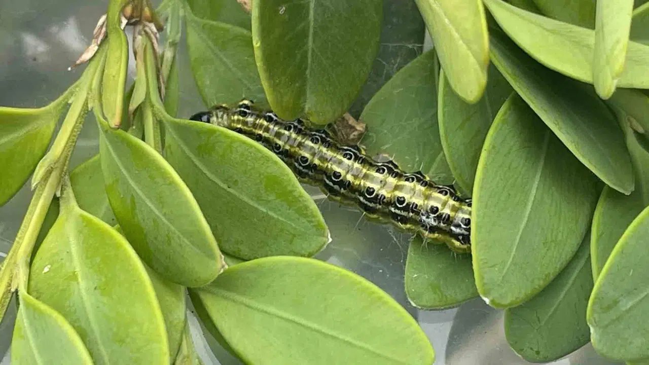 Yeşil hazineyi korumak için seferberlik: Şimşir ormanlarına 'doğal koruyucu' takviyesi