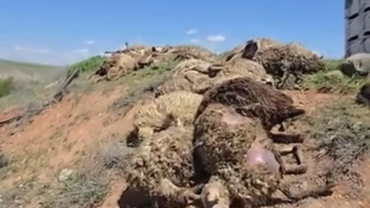 Malatya’da dehşet anları: Küçükbaş hayvan yüklü tır devrildi, ortalık savaş alanına döndü