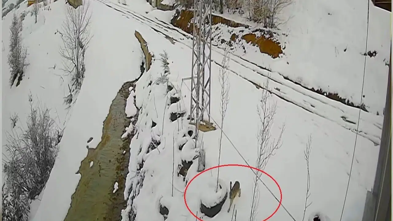 Ölümle yaşam arasındaki o ince çizgi: Tavşanın zekası aç kurdu şaşkına çevirdi