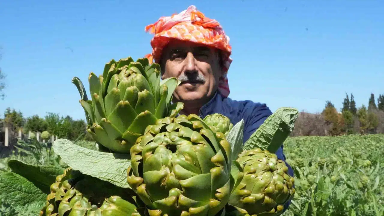 Ege’nin şifa deposu tarlalardan sofralara ulaştı: Urla’da sakız enginarı bereketi