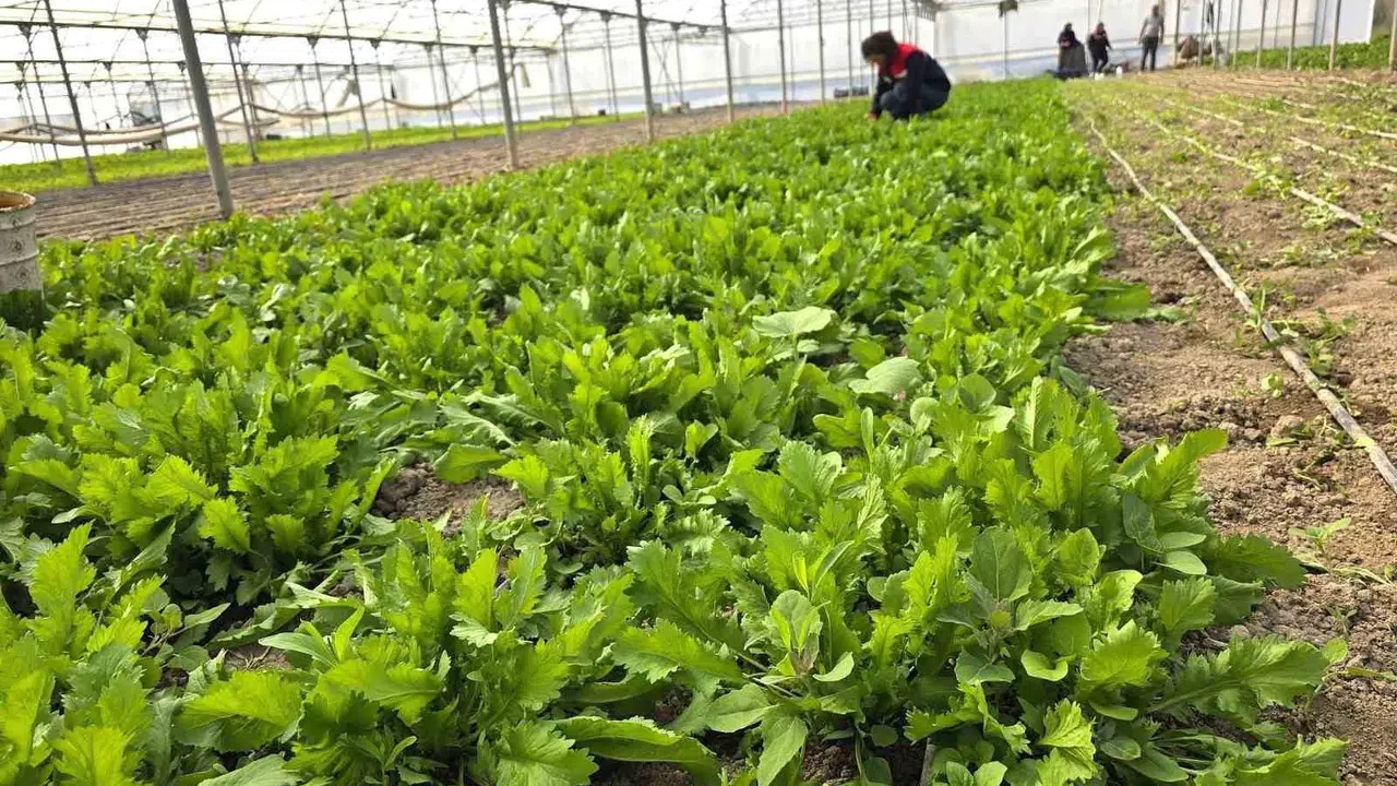 Sofraların vazgeçilmezi yeşilliklere yakın takip: Afyonkarahisar’da seralar denetimden geçti