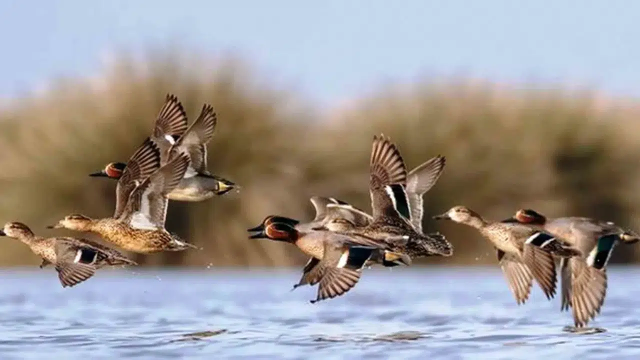 Adliye koridorlarından yaban hayatın derinliklerine: Savcı Soğukpınar’ın objektifinden doğa destanı