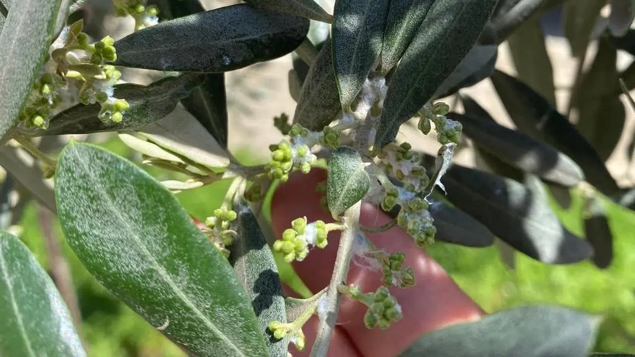 Zeytin üreticisinin kabusu kapıda: Sarıgöl'de kritik  pamuklu bit  alarmı