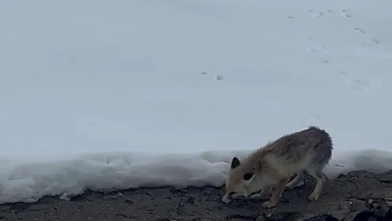 Erzurum'da yürek ısıtan anlar: Aç kalan tilkiyi elleriyle besledi