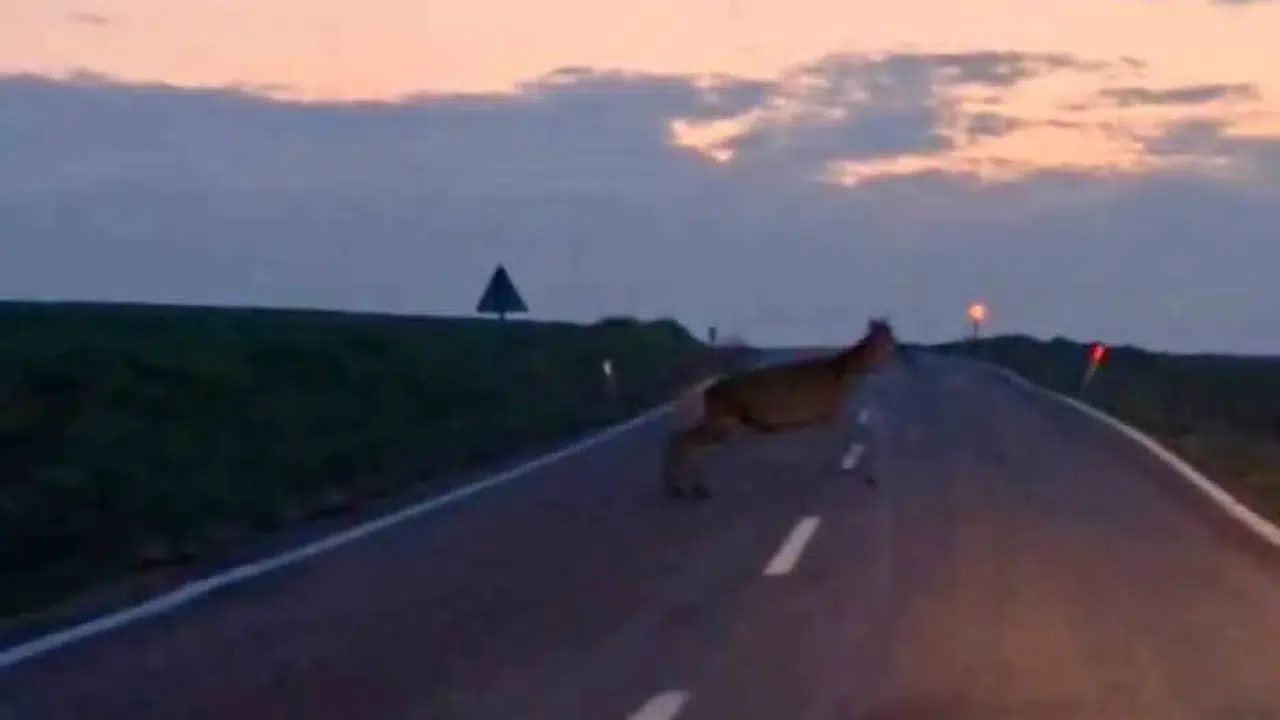 Ankara'nın sakin sabahında sürpriz misafirler: Beypazarı'nda yaban geyiği şöleni