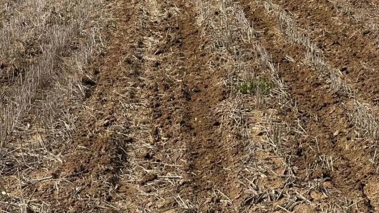 Tarlada devrim: Tekirdağlı çiftçiler toprağı sürmeden ayçiçeği ekiyor