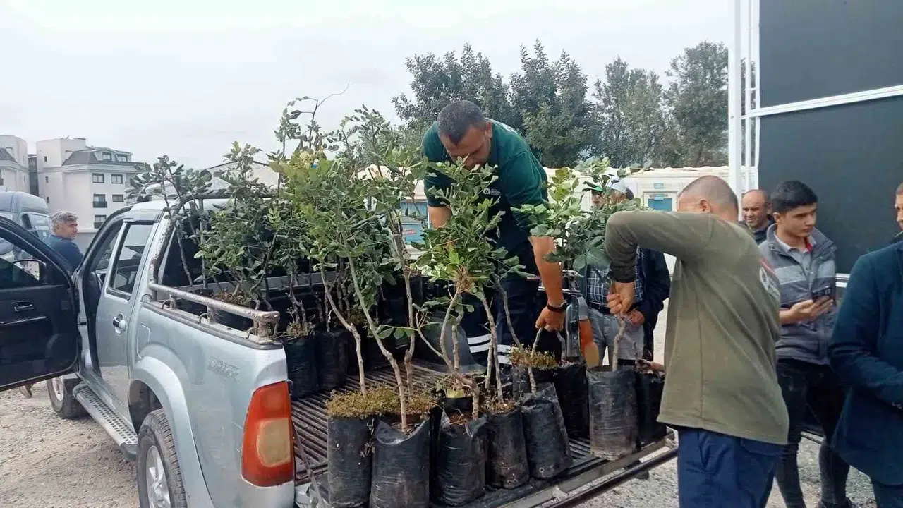 Alanya’nın altın meyvesine Büyükşehir dokunuşu: 5 bin fidan toprakla buluştu