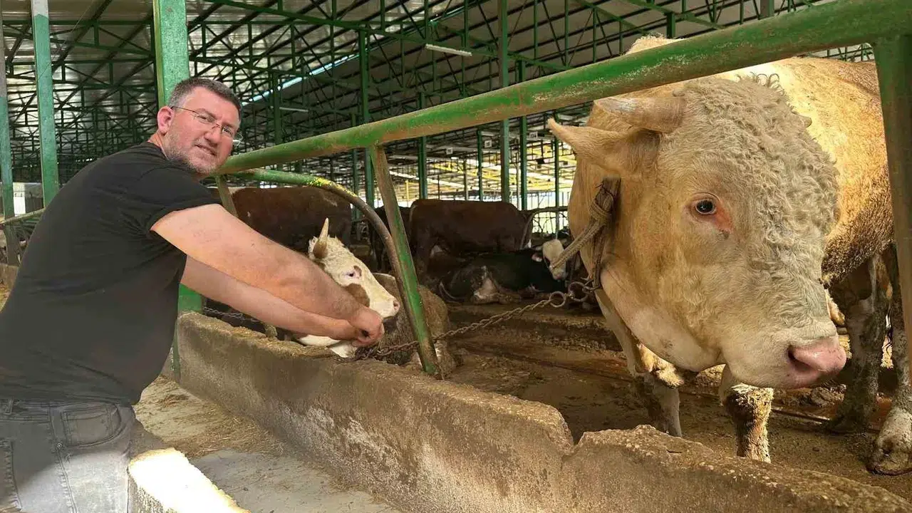 Bursa'da kurban pazarlığına vicdan dokunuşu: Tonluk boğayı piyasa değerinin altına verdi