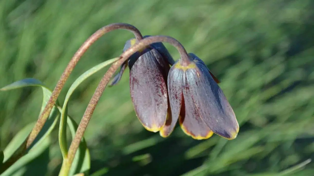 Doğanın gizli hazinesi Simav Dağı: Ters lalelerle gelen görsel şölen