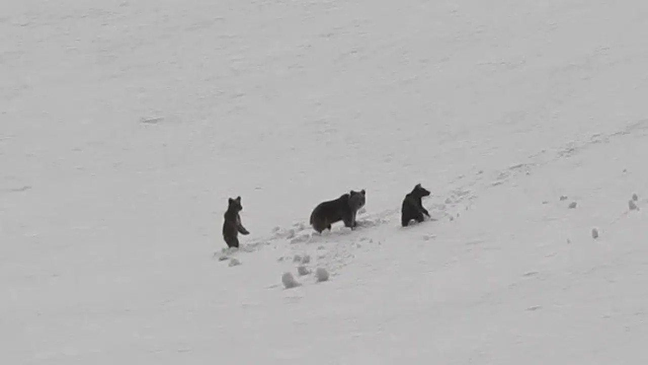 Munzur’un zirvesinde sürpriz karşılaşma: Baharı karşılayan anne ayı ve yavruları görüntülendi