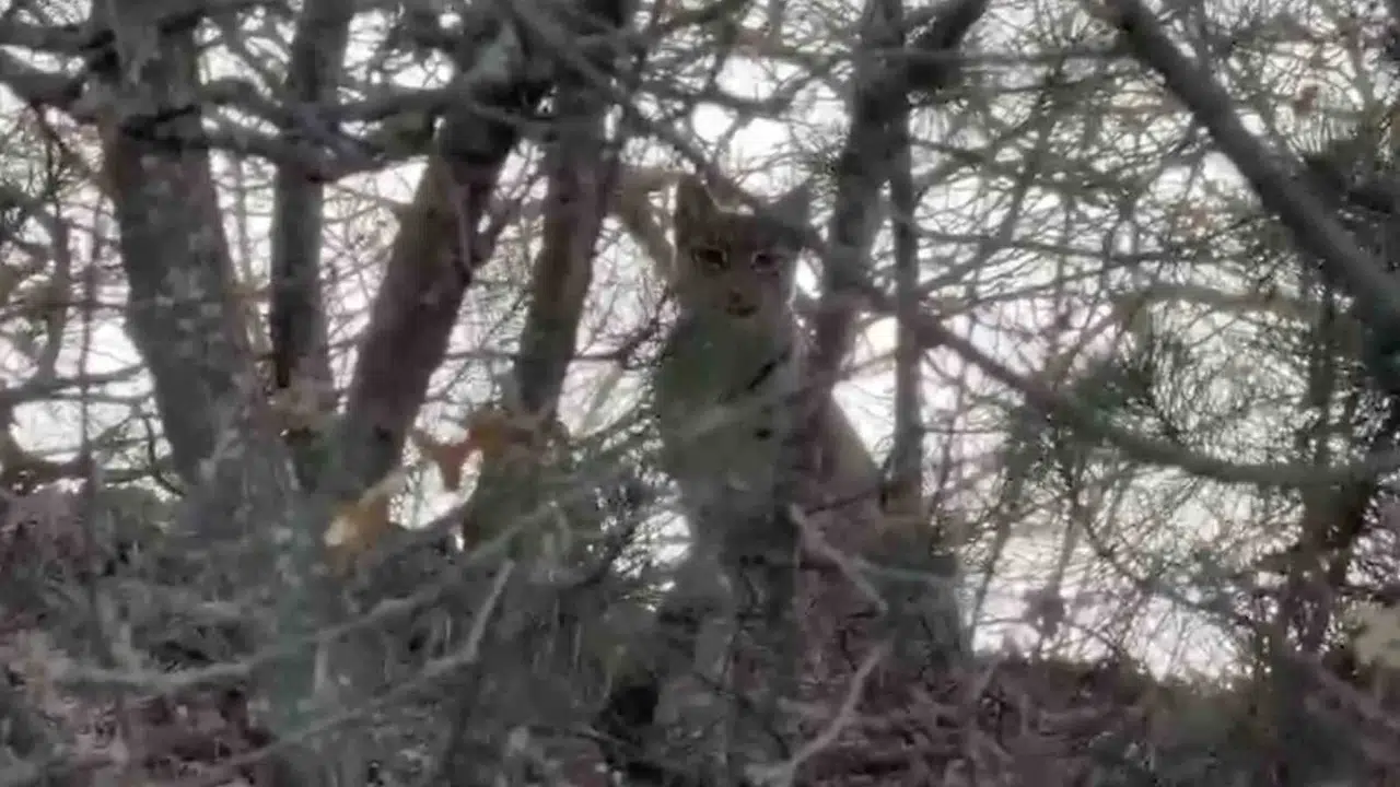 Çorum ormanlarında sürpriz karşılaşma: Nadir görülen Avrasya vaşağı objektiflere takıldı