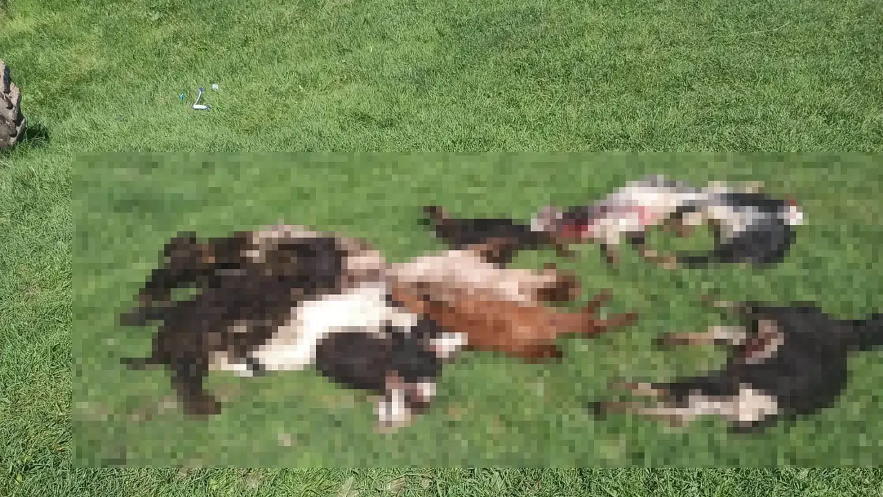 Kütahya'da ağıla giren kurtlar dehşet saçtı: 25 hayvan telef oldu