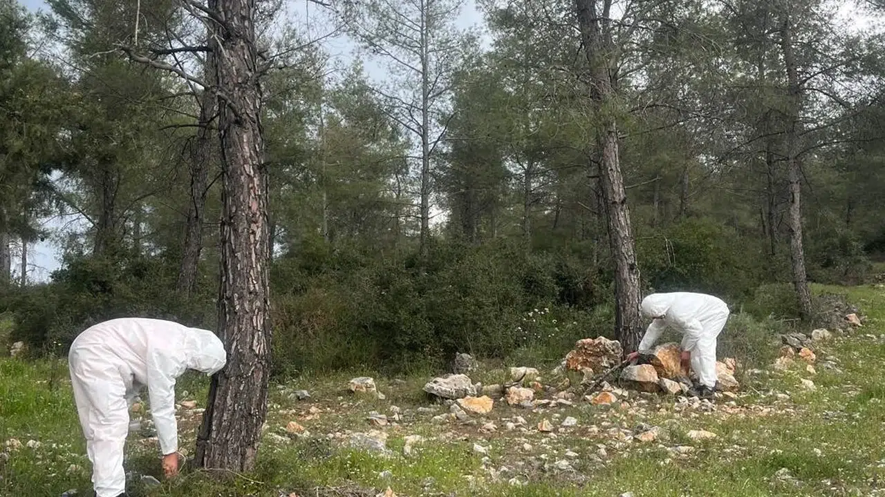 Ormanların gizli kahramanı iş başında: Terminatör böcekler çamları korumaya aldı