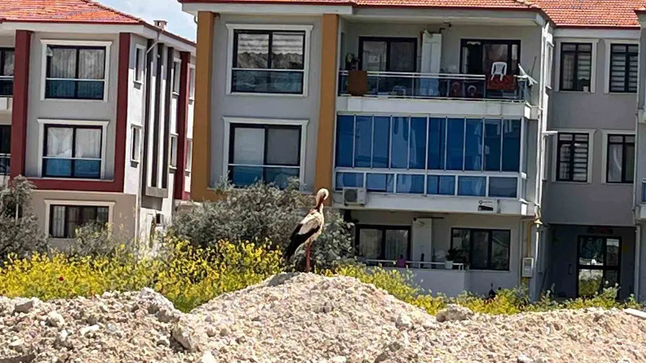 Yatağan'da baharın sürpriz misafiri: Şehir merkezinde tur attı