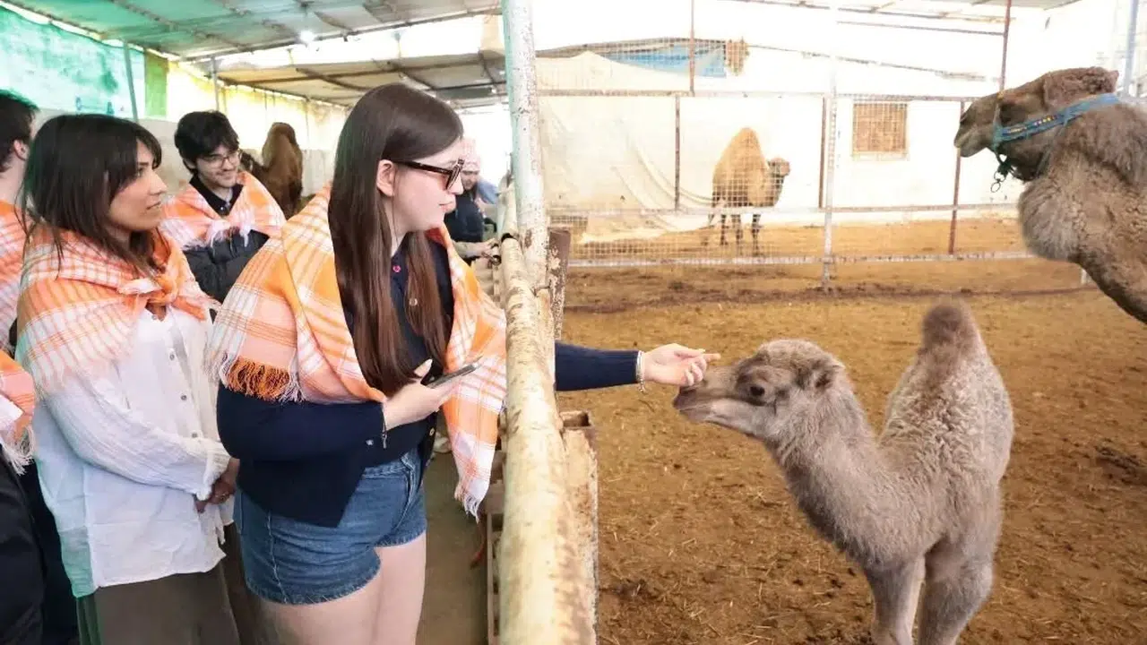Estonya'dan gelen öğrenciler İncirliova'nın kültür elçisi oldu: Deve sütü içip çiftliği gezdiler