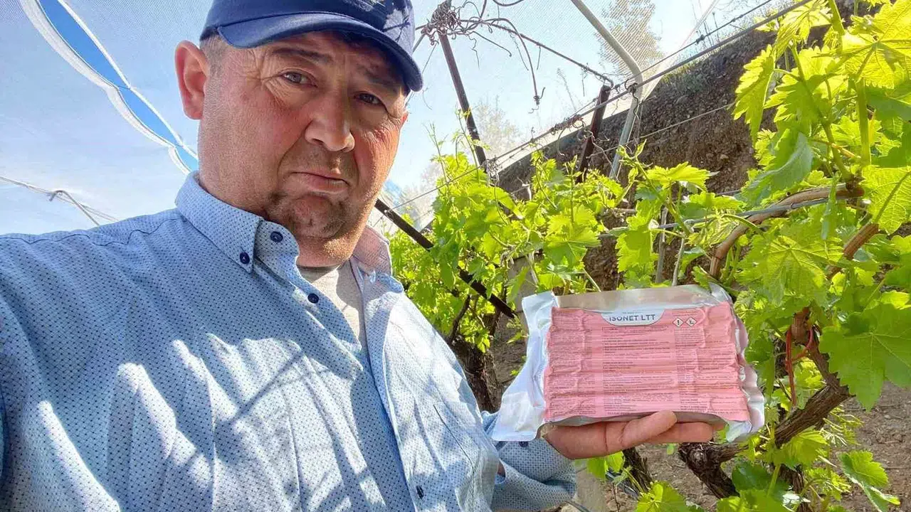 Sarıgöl’ün altın sarısı üzümlerine  Japon tuzağı  kalkanı: 2026 hasadı şimdiden güvence altında