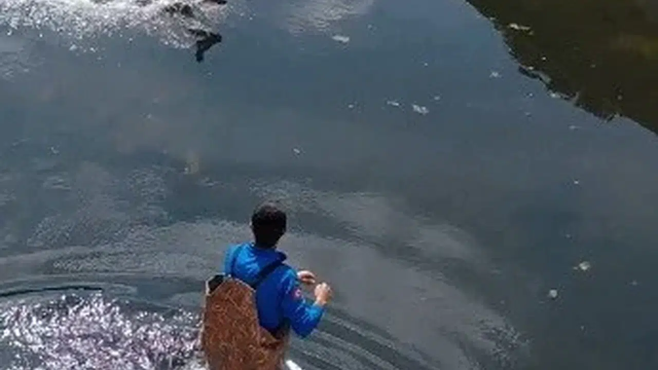 Bafra’da ölümle burun buruna gelmişti: Ekipler seferber oldu, doğaya geri döndü