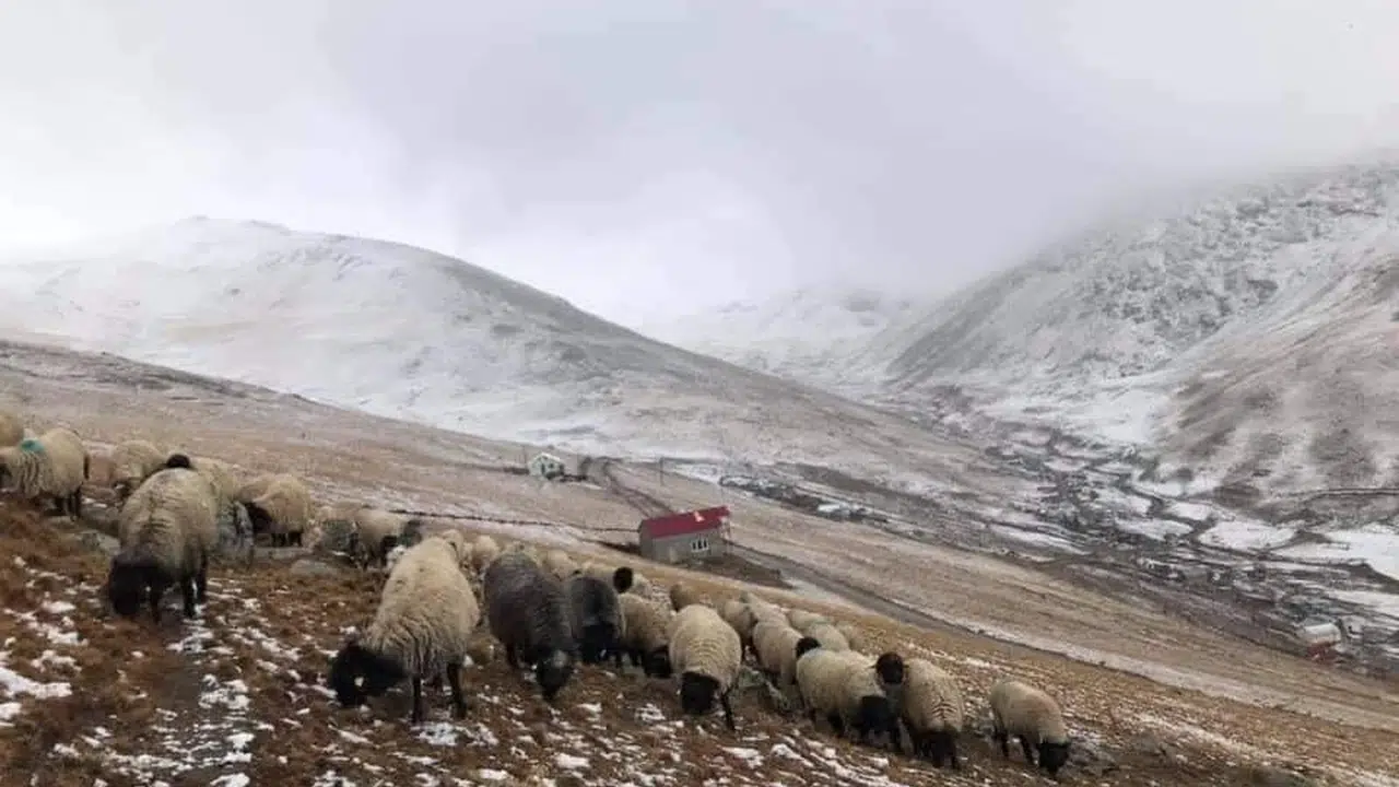 300 yıllık gelenek tehlikede: Yaylacılar 'boş alan' kararına isyan etti
