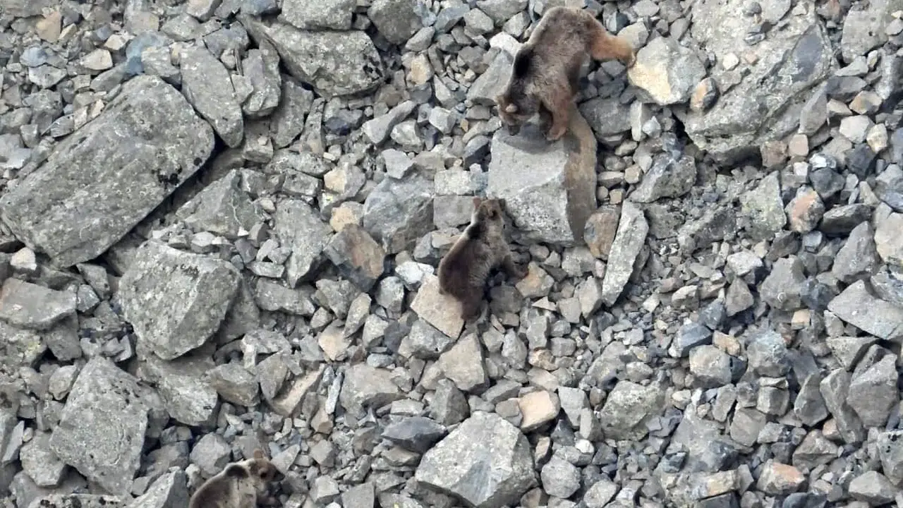 Baharın gelişiyle doğa uyandı: Anne ayı ve yavrularının ilk görüntüleri nefes kesti